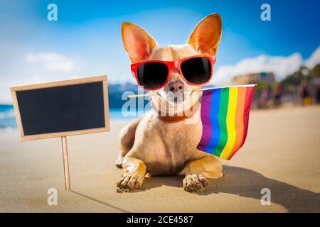 Surfer Hund am Strand Stockfoto