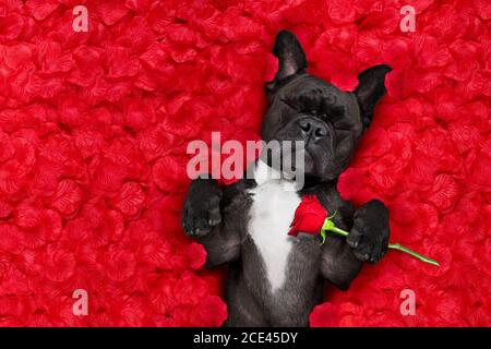 valentines Hund in der Liebe Stockfoto