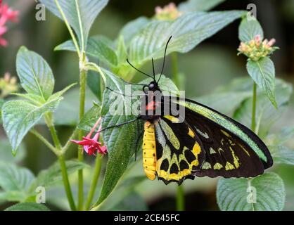 Grüner Schmetterling Birdwing Stockfoto