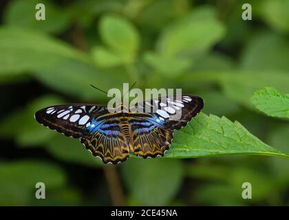 Blaue Clipper Schmetterling Stockfoto