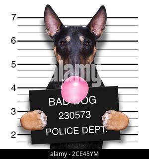 mugshot Hund auf der Polizeistation Stockfoto