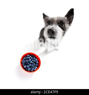 Hungriger Hund mit vegan gesunden Früchten Stockfoto