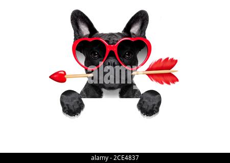 valentines Hund in der Liebe Stockfoto