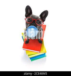 Smart Hund und Bücher, Kaugummi Kaugummi Stockfoto