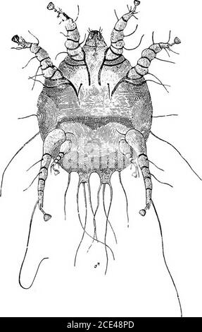 . Die Grundsätze und Praxis der Veterinärchirurgie . Abb. 129. – Dermatodectes bovis. (Gbelach.) 716 ERKRANKUNGEN DER HAUT. SYMPTOME BEI DER OX. Die Symptome ähneln denen beim Pferd. Die Derma-todectes werden allgemein über den Widerrist und die Wurzel des Schwanzes beobachtet und erstrecken sich bald auf den ganzen Körper, außer den Gliedmaßen, was starken Juckreiz, ein Abfallen des Haares, Verdickung, Verhärtung und Wellung der Haut, zusammen mit Rissen oder Rissen verursacht. Das Tier reibt und leckt sich, verursacht Wunden und Abschürfungen, aus denen ein Exudat ausgeschüttet wird, die, alongwith die Dilris der Epidermis, Stockfoto