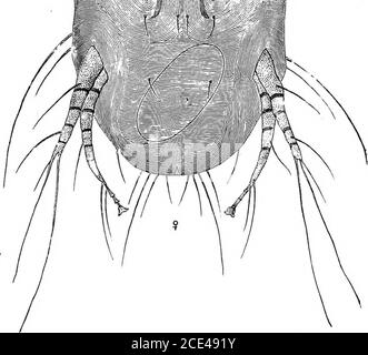 . Die Grundsätze und Praxis der Veterinärchirurgie . Schwein. 127. – Dermatodeotes equi. – (Gerlach.) SYMBIOTES EQUI. Dieser Parasit, wie das dermatodeotes equi, scheint, nur auf dem Pferd zu leben; und es wird leicht von unter den Schuppen erhalten. 712 KRANKHEITEN DER HAUT. Indem man diese auf ein Papier in die Sonne legt, wo sie am nächsten Tag in kleinen Büscheln gefunden werden. Stockfoto