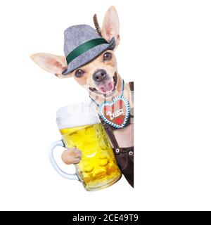 bayerischer Bierhund Stockfoto