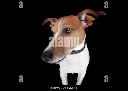 Hund isoliert auf schwarz Stockfoto