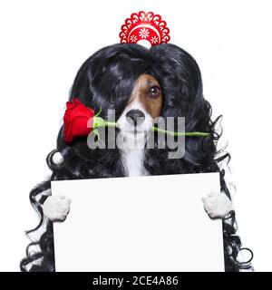 valentines in Liebe spanischen lola Hund Stockfoto
