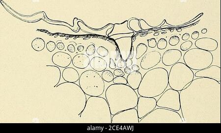 . Bulletin de la SociÃ©tÃ© botanique de GenÃ¨ve . © lonl une VÃ©gÃ©tationdaignes, de mousses, dnlriculaires el une faune a( iie intÃ©res-santes. Tout cela est inÃ©vitalde et indique ((iie leau persistene longlem  )sdans ces entonnoirs. Mais il faudrait de nouvelles expÃ©iiences pourdÃ©cider de ce Point, si par putrÃ©faction des matiÃ¨res vivantes (pii pullulent, il se forme des matiÃ¨res azotÃ©es absorbables el rÃ©ellementassimilÃ©es par la BromÃ©liacÃ©e. BUU-KTIN DE LA SOCIÃTÃ BOTANIQUE L&GT;E GENÃVE. NÂ»* l-5-6 parilS le ;2(i tÃ©v. [.Il 7. I 7 250 mi.Myri-N Iâ»k la sociktk uotamkjue di-: Stockfoto