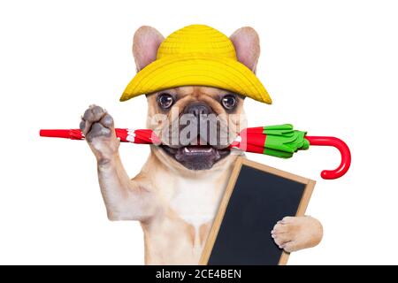 Fawn französisch Bulldog bereit für einen Spaziergang Stockfoto