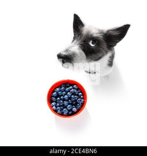 Hungriger Hund mit vegan gesunden Früchten Stockfoto