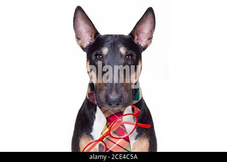 Business Boss Dog Stockfoto