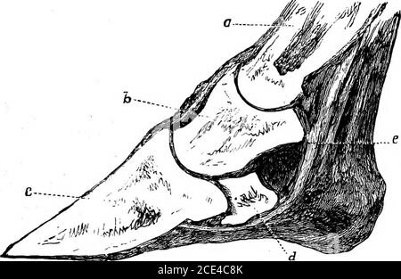 . Die Grundsätze und Praxis der Tierchirurgie . ar boneof ein Hinterfuß; Aber selbst in diesem Fall, obwohl die Symptome der Lahmheit waren sehr groß und unlösbar, und wurden von einem Tierarzt angenommen, dass aufgrund der tafracture der Beckenknochen, gibt es keine Erscheinung überhaupt von Risswunden der Fasern der Sehne. • STRAHLENKRANKHEIT. 337 platziert als die der vorderen Gliedmaßen ? Ich denke, der eifrigste Vertreter der Theorie wird kaum wagen, in theaffirmative zu antworten; aber sollte er sich geneigt fühlen, so zu denken, so möge er ein Pferd in Bewegung mit einer Last hinter ihm beobachten, und er wird sehr Stockfoto