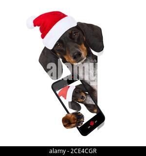 santa claus Hund an weihnachten Stockfoto