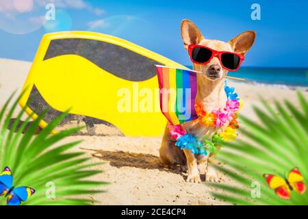 Surfer Hund am Strand Stockfoto