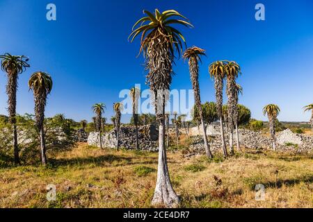 Große Zimbabwes Ruinen, Steinstrukturen von "The Valley Complex" und Aloes, alte Hauptstadt der Bantu Zivilisation, Masvingo Provinz, Zimbabwe, Afrika Stockfoto