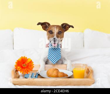 Frühstück im Bett Stockfoto