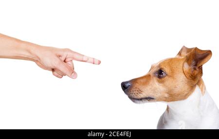 Besitzer bestraft seinen Hund Stockfoto