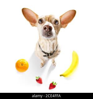 Hungriger Hund mit vegan gesunden Früchten Stockfoto