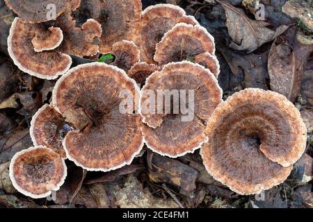Zoned Tooth Fungi (Hydnellum concrescens) - Pisgah National Forest, in der Nähe von Brevard, North Carolina, USA Stockfoto