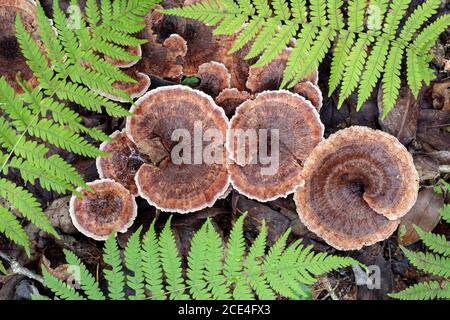 Zonierte Zahnpilze (Hydnellum concrescens) unter Farnen - Pisgah National Forest, in der Nähe von Brevard, North Carolina, USA Stockfoto