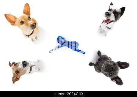 Ein paar Hunde mit Leine warten auf einen Spaziergang Stockfoto