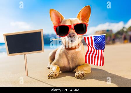 Surfer Hund am Strand Stockfoto