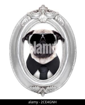 Hund in einem Rahmen Stockfoto