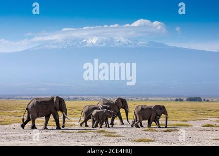 Elefantenfamilie mit dem Kilimandscharo im Hintergrund Amboseli Nationalpark in Kenia Stockfoto