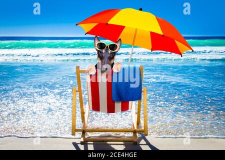 Bullterrier Hund auf einem Hammok im Sommer Stockfoto