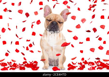 valentinstag Hund verrückt in der Liebe Stockfoto