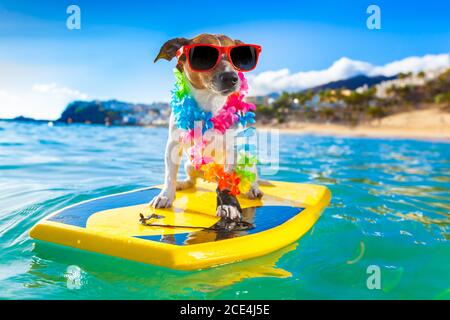 Surfhund Stockfoto