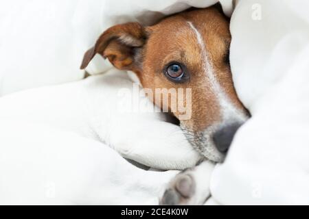 Hund wach Stockfoto