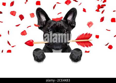 Valentines Hund Stockfoto