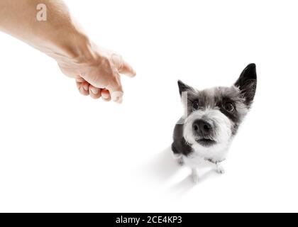 Besitzer bestraft seinen Hund Stockfoto