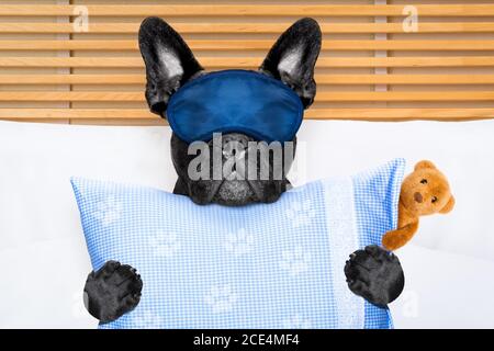 Hund schläft im Bett Stockfoto