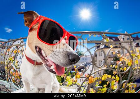 Verrückte dumme dumme Hund Fisheye aussehen Stockfoto