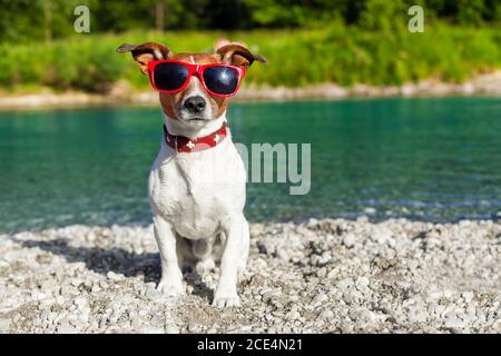 Hund am Fluss im Sommer Stockfoto