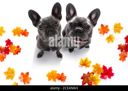 Ein paar Hunde mit Leine warten auf einen Spaziergang Stockfoto