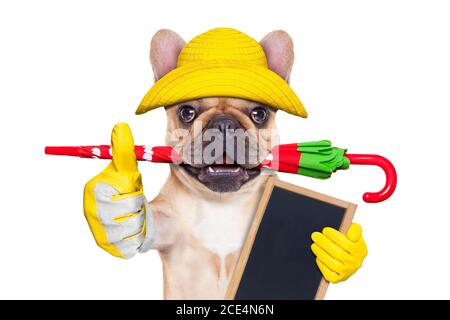Fawn französisch Bulldog bereit für einen Spaziergang Stockfoto