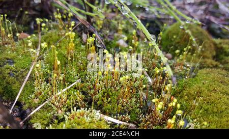 Blühendes Moos nach Regen mit Tropfen und Grashalmen Stockfoto