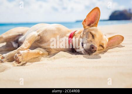 Entspannender Hund am Strand Stockfoto