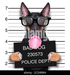 mugshot Hund auf der Polizeistation Stockfoto