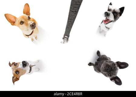 Ein paar Hunde mit Leine warten auf einen Spaziergang Stockfoto