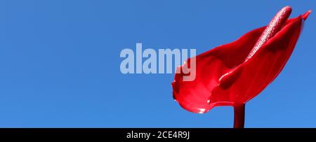 Eine atemberaubende rote Friedenslilie isoliert gegen einen klaren, leuchtend blauen Himmel. Schöne hohe Detail Blick auf das Blütenblatt dieser einzigartigen Blume und Stiel. Stockfoto