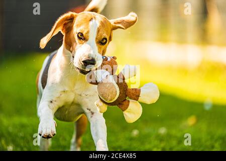 Niedliche tricolor Beagle Hund läuft in Richtung Kamera mit Spielzeug in Sein Mund Stockfoto