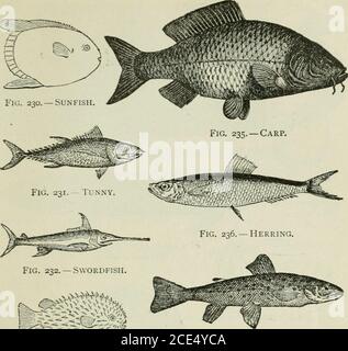 . Zoologie Für Anfänger . Abb. 229. – Zeichnung der seine.. Abb. 233. - Qualle. Abb. 237. – Speckled Forelle. Stockfoto