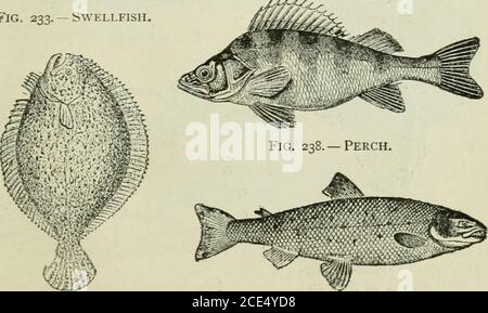 . Zoologie Für Anfänger . Abb. 233. - Qualle. Abb. 237. - Speckled Forelle.. Abb. 234. – Steinbutt. Abb. 239. – S.vi.mon. Seven Food Fisch. Drei Neugierige Fische.Sonderberichte. (Encyclopedia, te.vts, Wörterbuch.) 123 Stockfoto