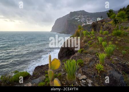 Blick auf Kap Girão mit Kaktus auf den Vordergrund in Camara de Lobos, Madeira Stockfoto